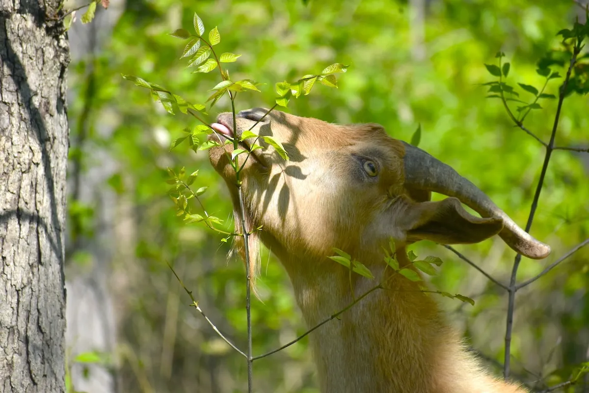 Green Grazing: How Goats are Advancing Sustainability